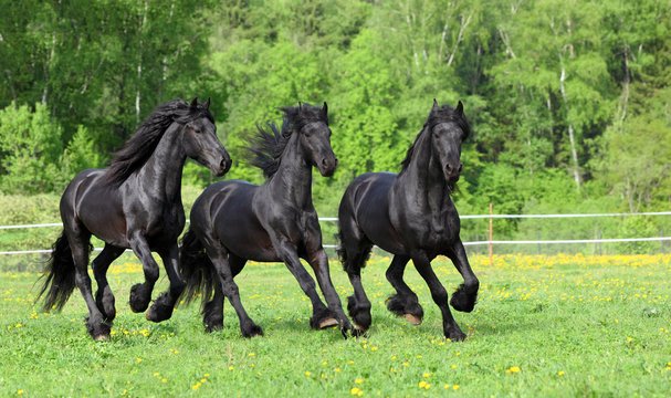 Friesian Breeders: A Guide to Choosing Quality Bloodlines